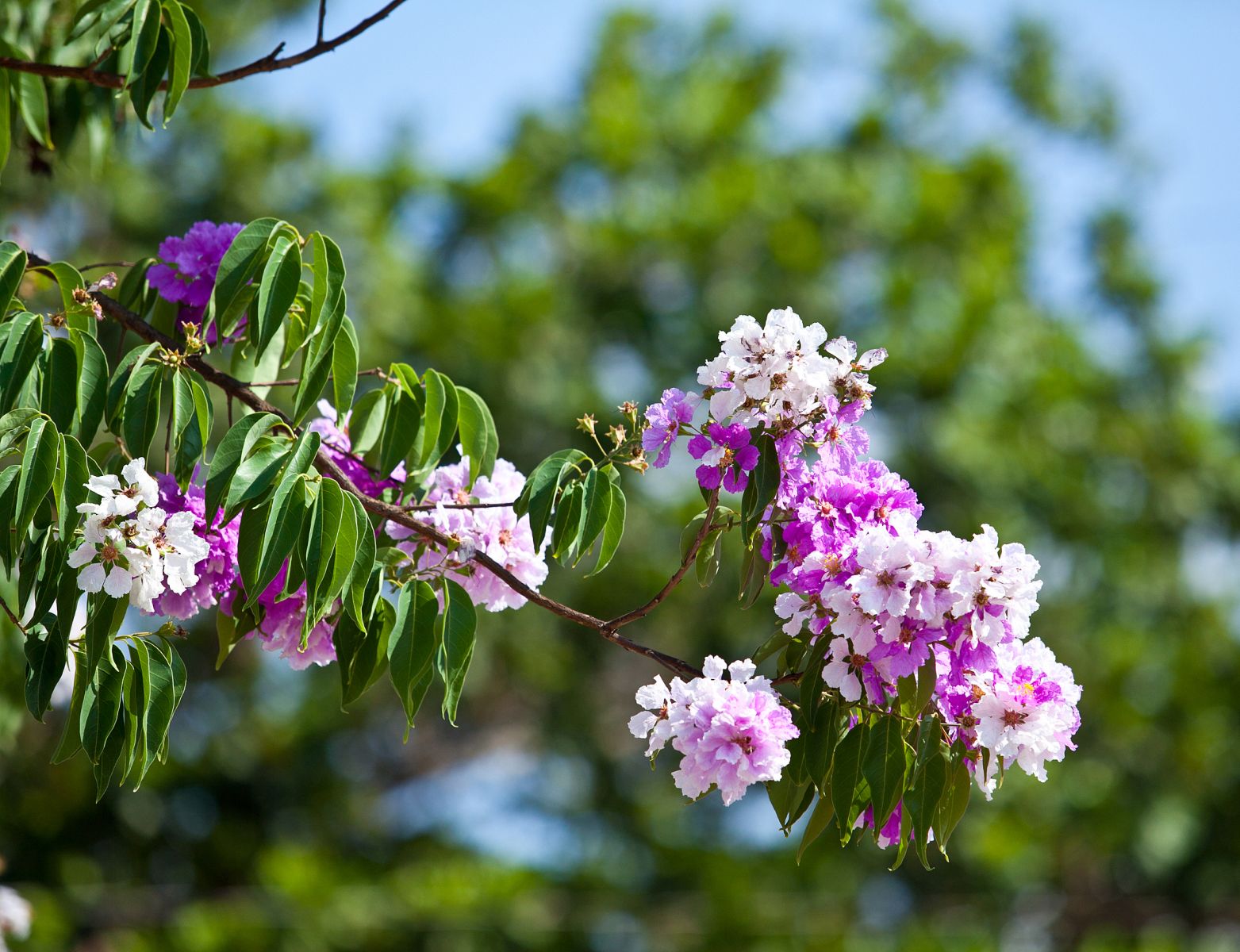 Lên Tây Nguyên ngắm hoa bằng lăng rừng tím nở rộ những ngày tháng 4 lịch sử.